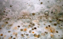 Антисептик для бетона от плесени: виды и обработка поверхности